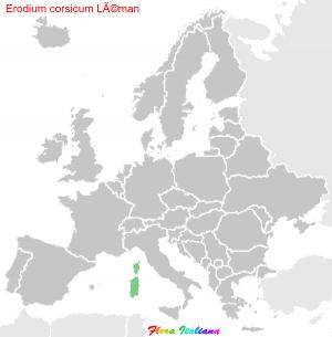 Erodium corsicum LÃ©man